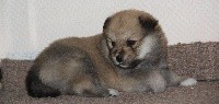 CHIOT