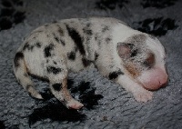 CHIOT