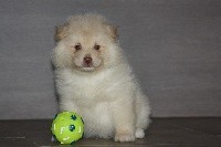 CHIOT