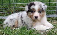 CHIOT