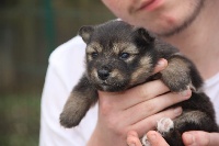CHIOT