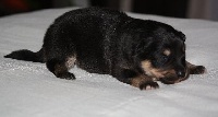 CHIOT