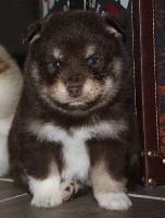 CHIOT