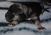CHIOT