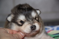 CHIOT