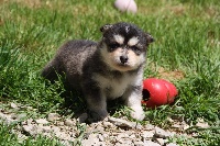 CHIOT