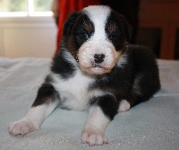 CHIOT