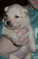 CHIOT