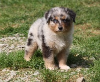 CHIOT