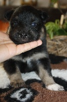 CHIOT