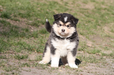 CHIOT