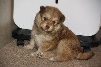 CHIOT