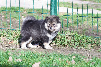 CHIOT