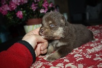 CHIOT