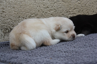 CHIOT