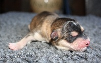 CHIOT