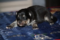 CHIOT
