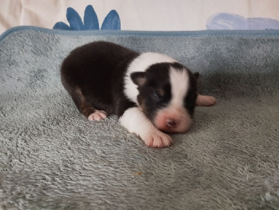 CHIOT