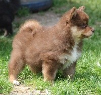 CHIOT