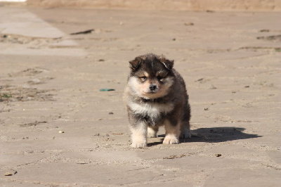 CHIOT