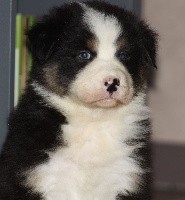 CHIOT