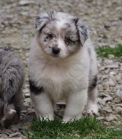 CHIOT