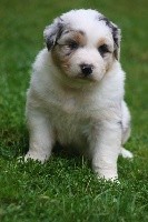 CHIOT