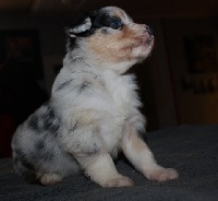 CHIOT