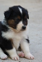 CHIOT