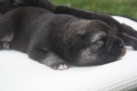 CHIOT