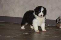 CHIOT