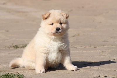 CHIOT