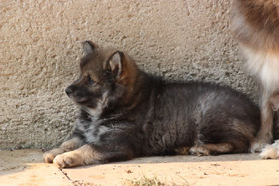 CHIOT 2