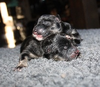 CHIOT