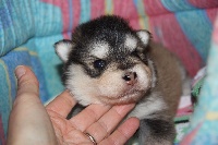 CHIOT