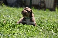CHIOT