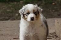 CHIOT