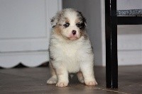 CHIOT