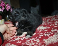CHIOT