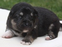 CHIOT