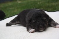 CHIOT