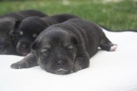 CHIOT