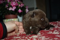 CHIOT