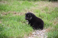 CHIOT