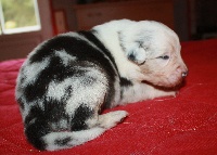 CHIOT
