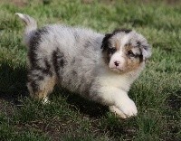 CHIOT