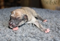 CHIOT
