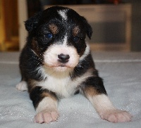 CHIOT