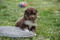 CHIOT