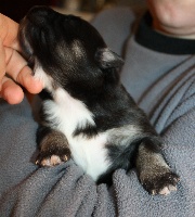 CHIOT